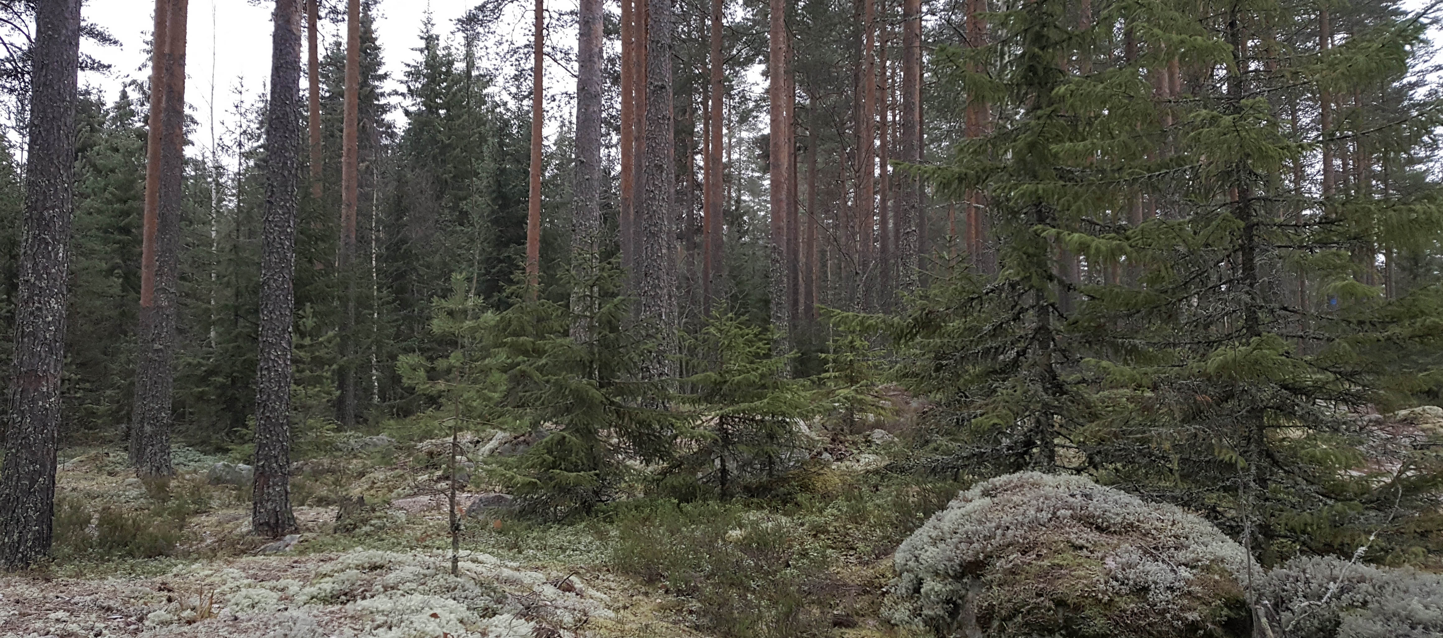 Metsänneito - yhteisötoiminta, luontohyvinvointi ja aloe vera